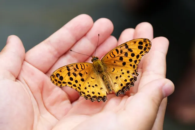 Weltbummeltag Schmetterling auf der Hand